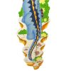 Fantasy Fields - Dinosaur Kingdom Growth Chart